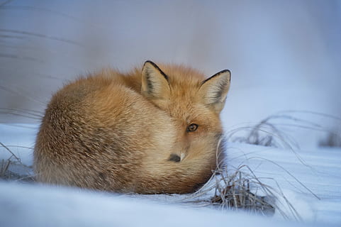 fox laying on snow, photo of fox on snow, fur, tail, mammal, animal HD wallpaper