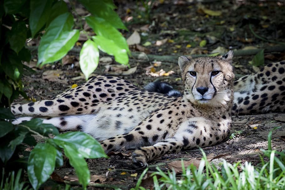 cheetah, predator, wild, cat, acinonyx, big cat, animal, animal themes HD wallpaper