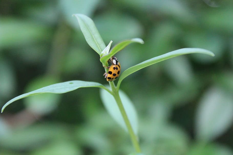 Beetle, Ladybug, Insect, Nature, red, grass, animal, lucky charm HD wallpaper