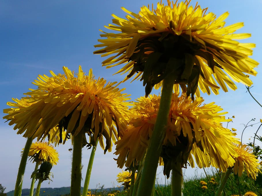dandelion, meadow, grass, pointed flower, nature, yellow, blossom HD wallpaper