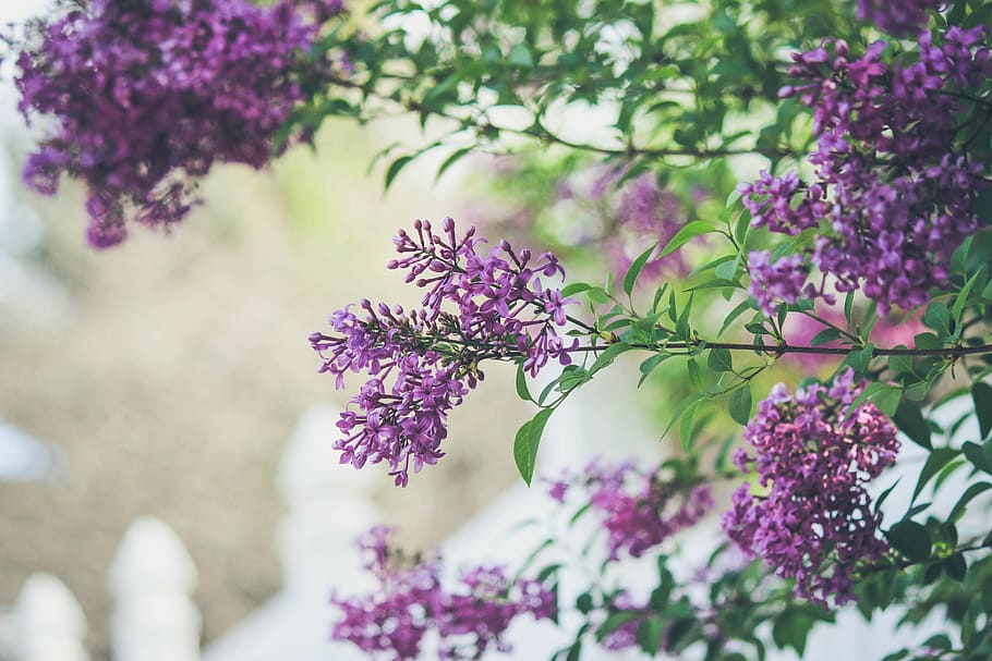 purple flowers, closeup photography of purple petaled flowers HD wallpaper