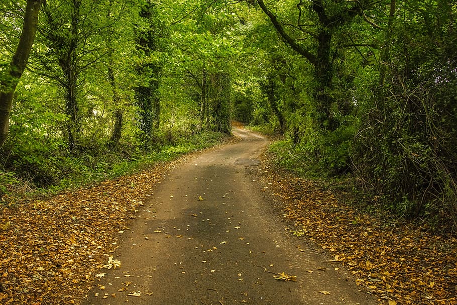 gray asphalt road middle of forest trees, path, autumn, nature HD wallpaper