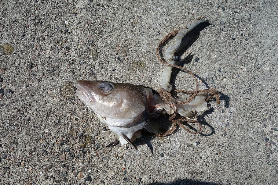 fish, carcass, dead, fish head, animal, high angle view, animal themes HD wallpaper
