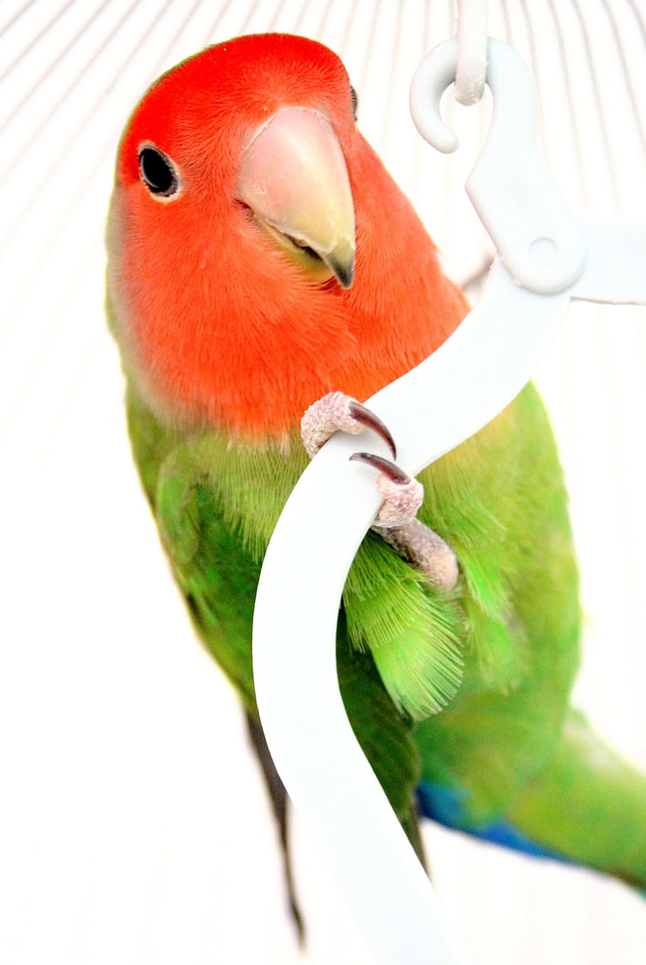 Parakeet, Red, Green, Cage, bird, parrot, animal, beak, pets HD wallpaper