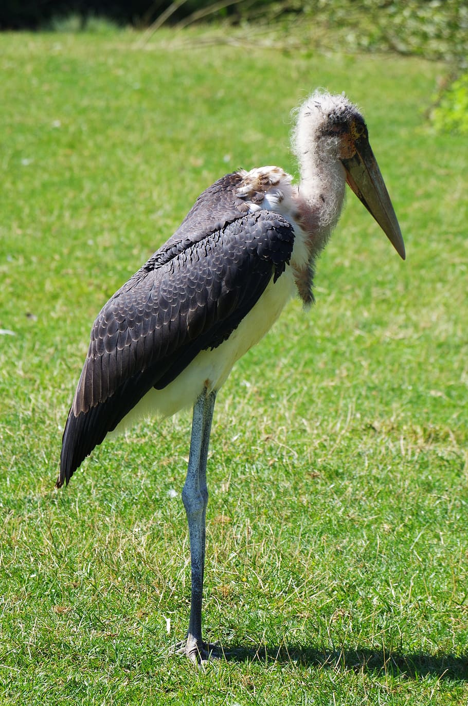 marabou, bird, great, animal themes, animal wildlife, grass HD wallpaper