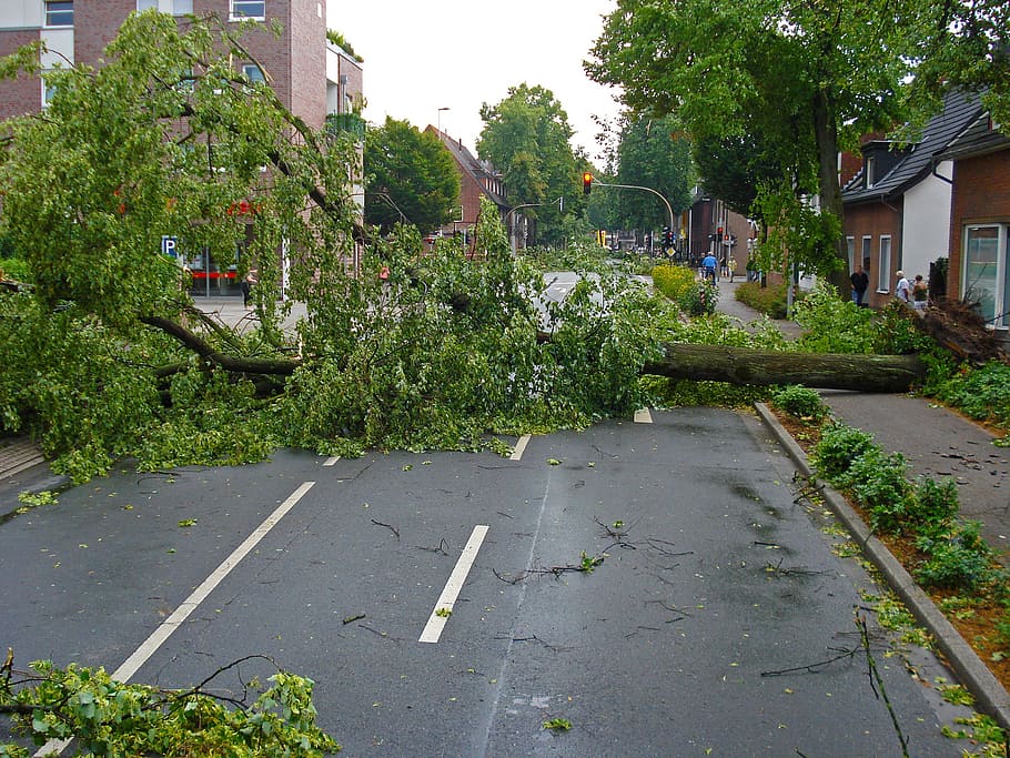 green tree blocking road at daytime, forward, electrical storm HD wallpaper