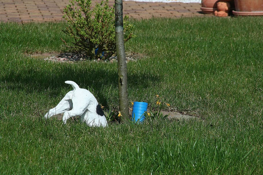 dog, tree, plastic, grass, bird, animal, nature, plant, vertebrate HD wallpaper
