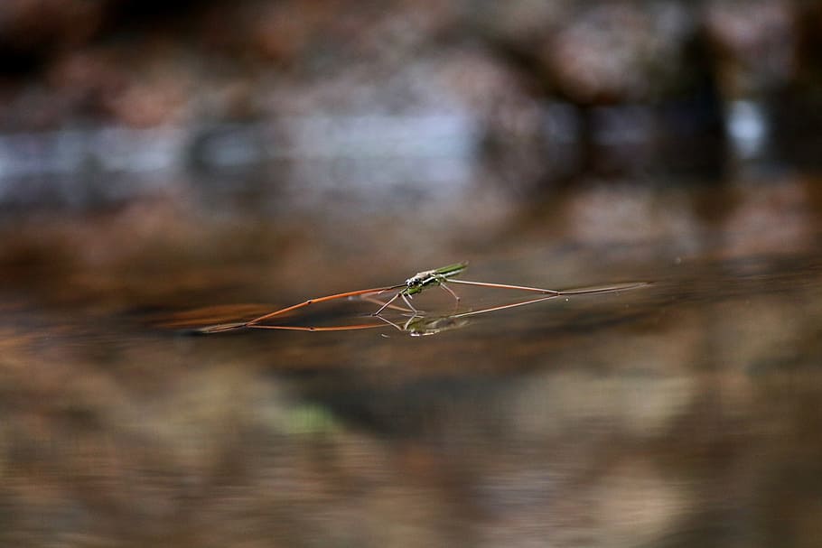 water strider, insect, nature, pond, bug, surface, common, natural HD wallpaper