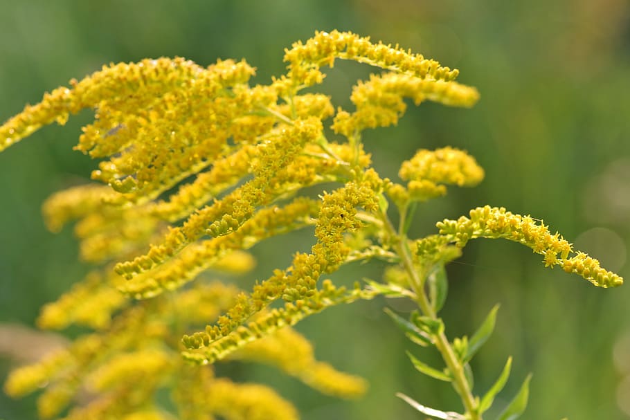 goldenrod, yellow, flowers, herb, plant, small flowers, yellow flowers, HD wallpaper