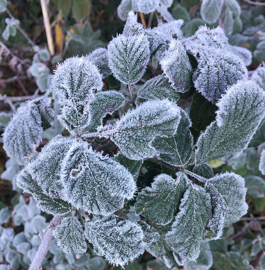 frost, winter, flora, nature, tree, cold temperature, frozen HD wallpaper