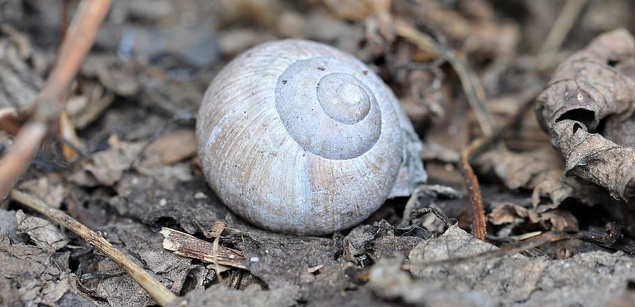 Shell, Empty, Nature, Close, Alone, snail, animal shell, animal themes HD wallpaper