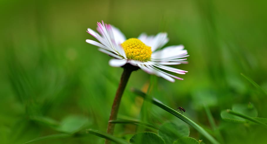 white and pink daisy in selective focus photography, grass HD wallpaper