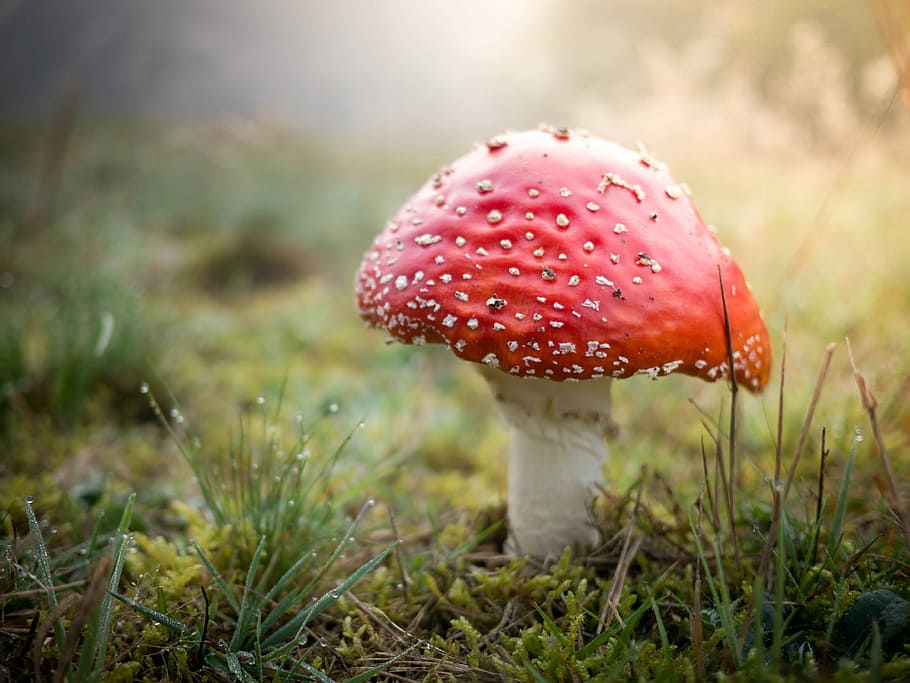 red and white mushroom, autumn, toadstool, dots, spots, forest floor HD wallpaper