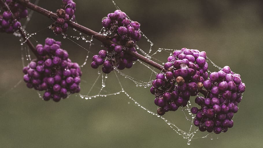 purple flower, nature, plant, tree, branch, bush, summer, fruit HD wallpaper