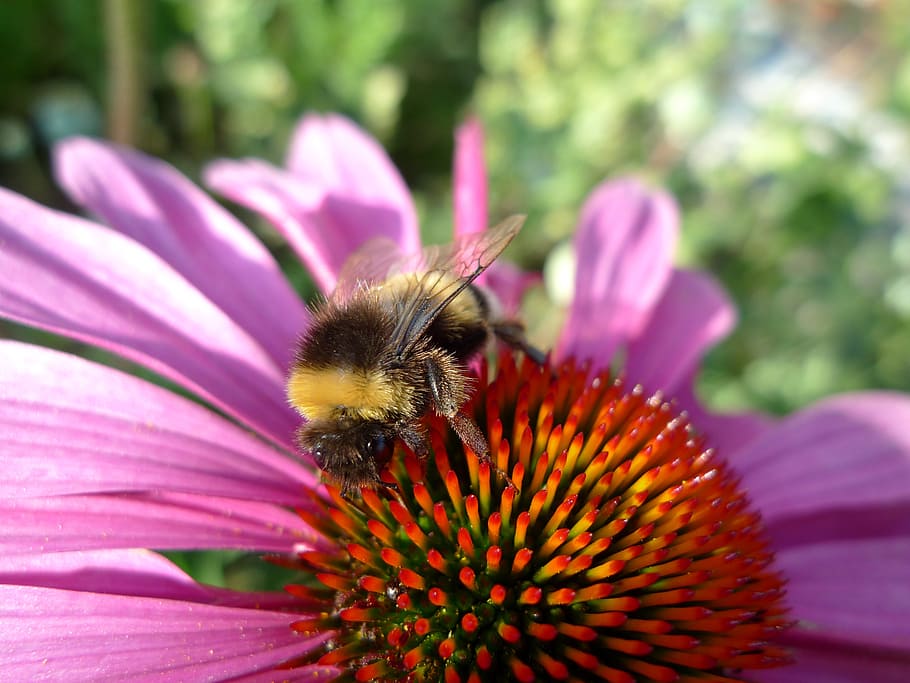 hummel, summer, pollination, insect, sun hat, flower, flowering plant HD wallpaper