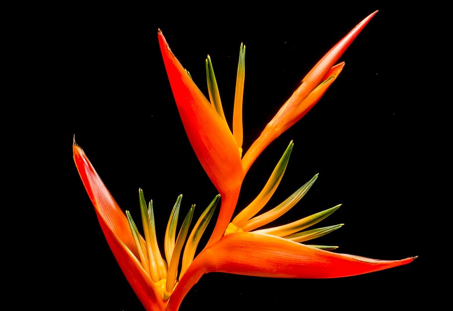 red and yellow plant, blossom, bloom, flower, close, freshness HD wallpaper