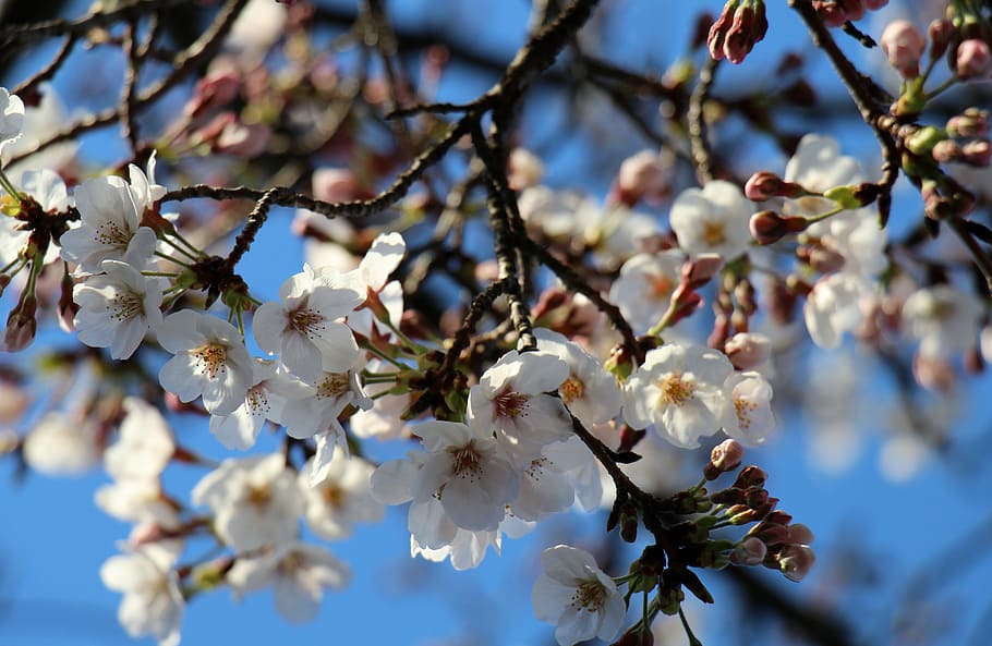 cherry blossom, flowers, spring, white, nature, white flower HD wallpaper