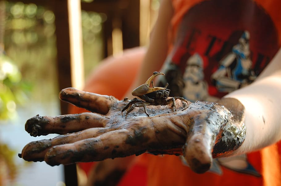 crab, mangue, hand, a claw, one person, human hand, focus on foreground HD wallpaper
