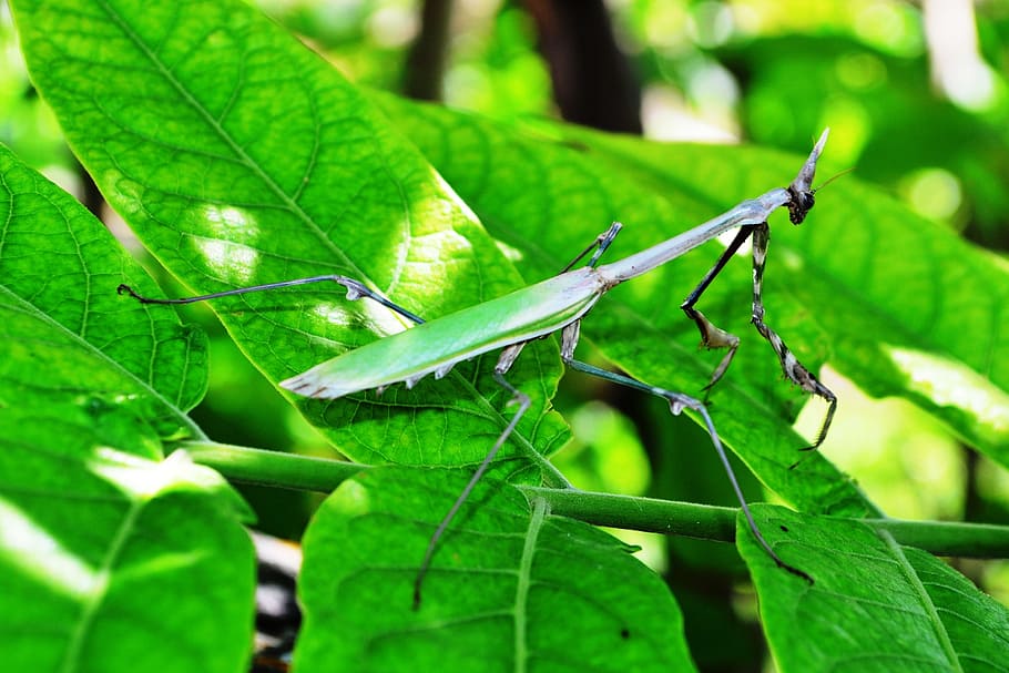 Mantis, Nature, Green, Leaf, Leaf, Insect, plant, animal, macro HD wallpaper