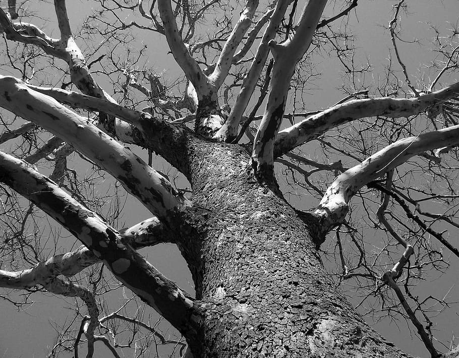 Tree, Dead, Branch, Winter, Fall, Nature, landscape, old, environment HD wallpaper