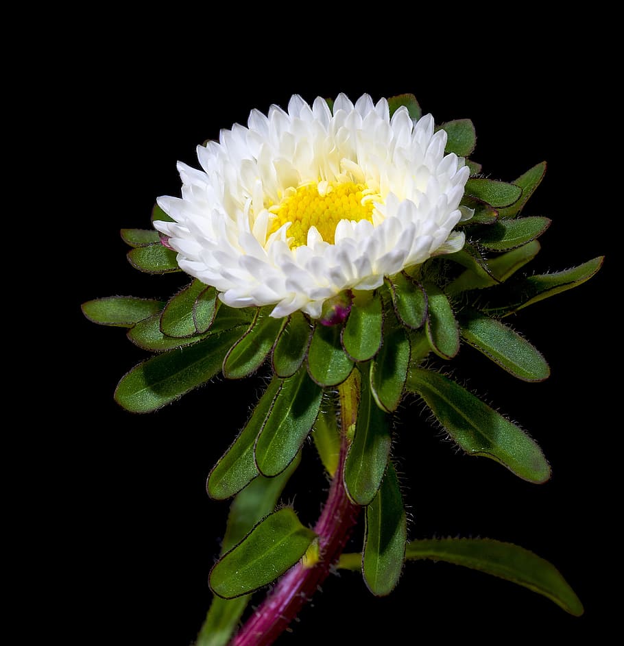 winter aster, purple, violet, plant, blossom, bloom, flowers HD wallpaper