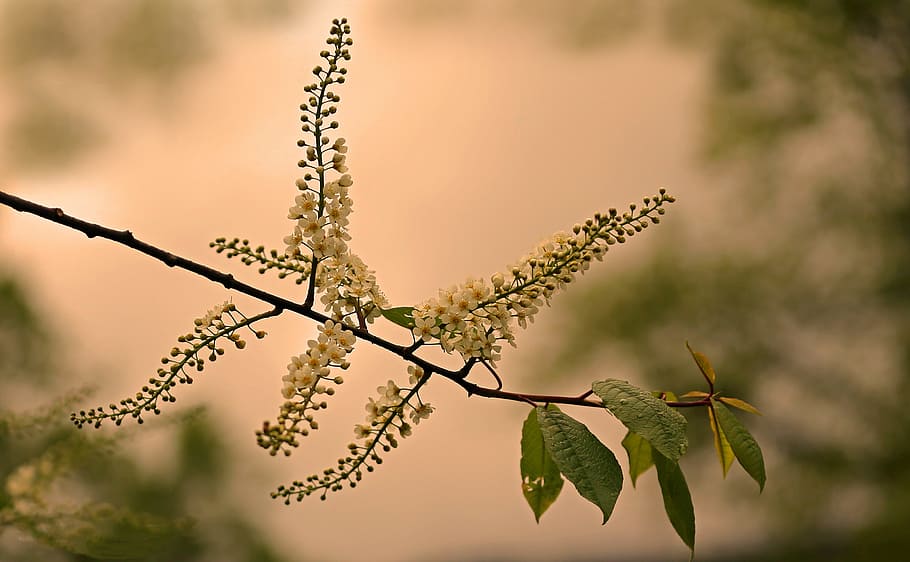 Summer, Sun, Branch, Tree, Flowers, bright, green, branches HD wallpaper