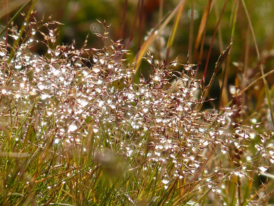 meadow, grass, dew, morgentau, back light, drip, dewdrop, raindrop HD wallpaper