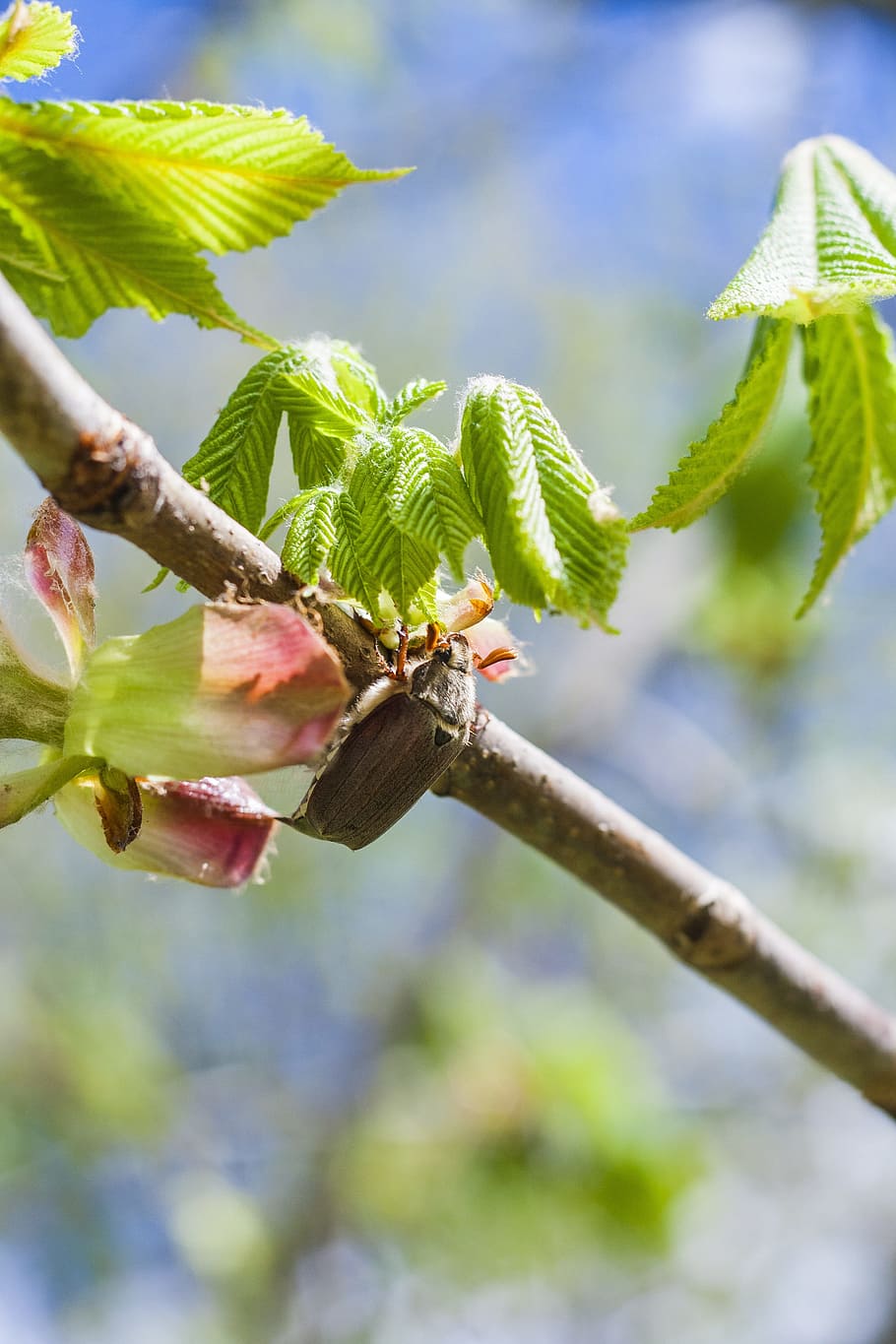 Maikäfer, Chestnut Tree, Beetle, may, pest, insect, branch HD wallpaper