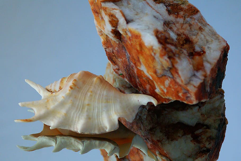 seashell, rock, stone, dappled, texture, invoice, shades of HD wallpaper