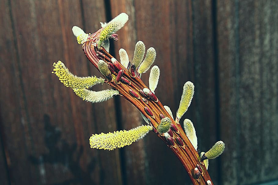 kittens, willow, branch, fluff, pollen, wood, bush, allergy HD wallpaper