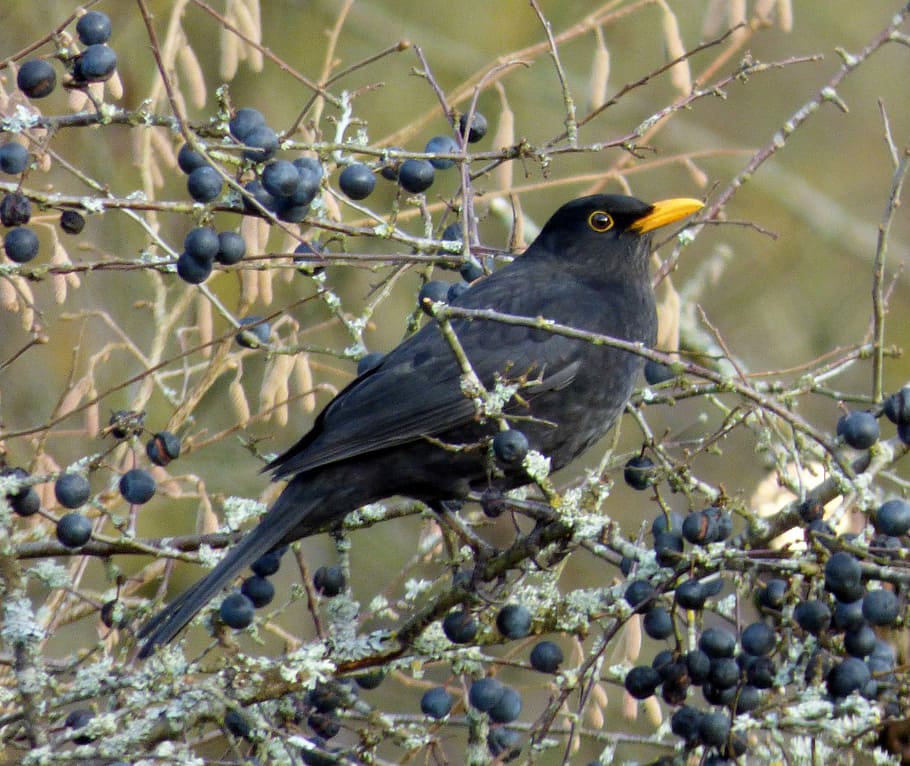 blackbird, berries, animal, animal themes, branch, vertebrate HD wallpaper