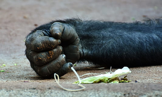 gorilla, monkey, hand, food, animal world, wildlife photography HD wallpaper