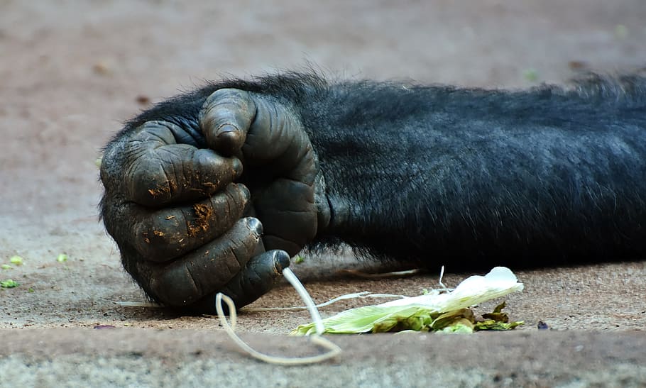 gorilla, monkey, hand, food, animal world, wildlife photography, HD wallpaper