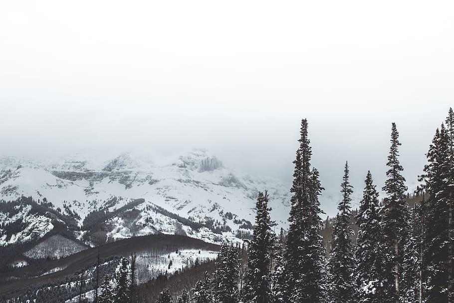 snow covered mountain during daytime, green leaf trees covered by snow at daytime HD wallpaper