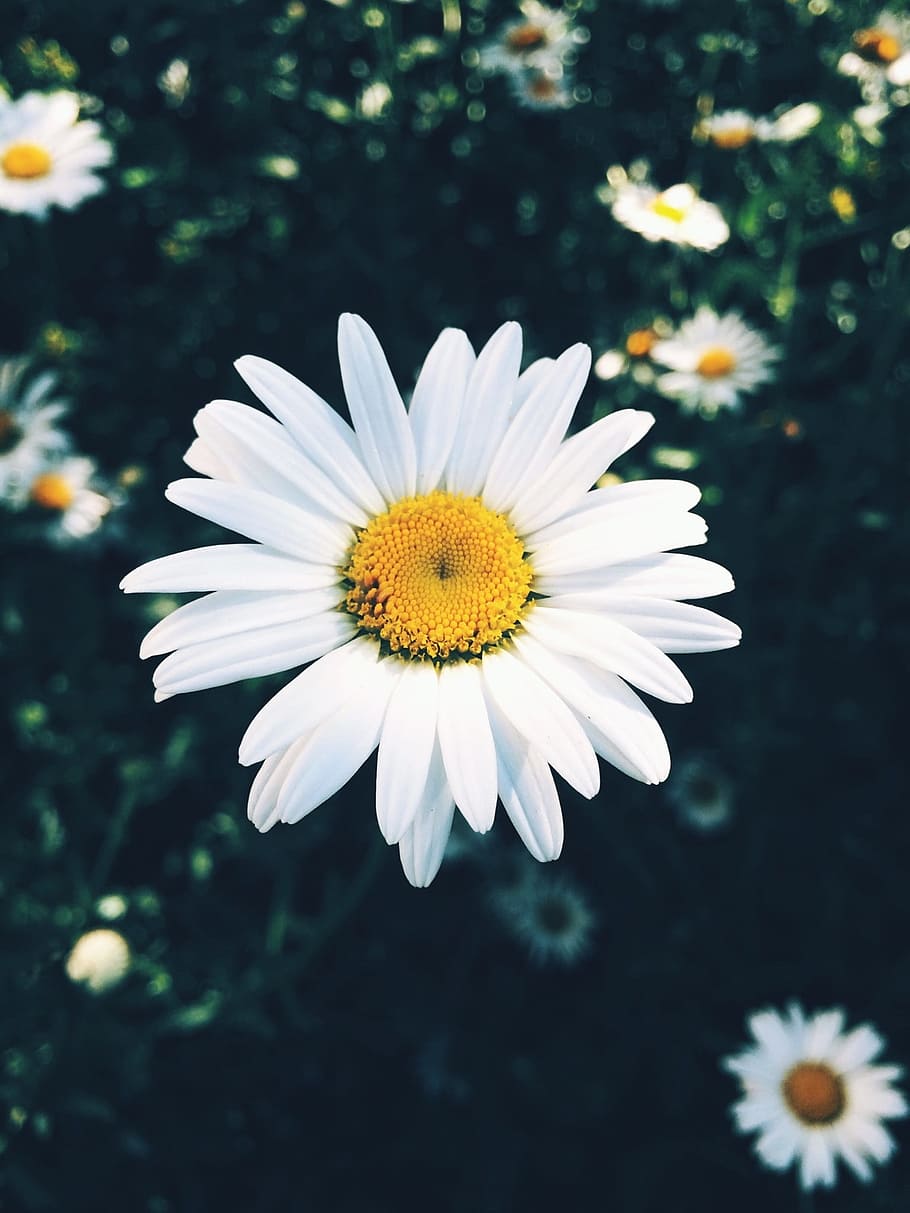 nature, flower, summer, flora, color, colorful, spring, natural HD wallpaper