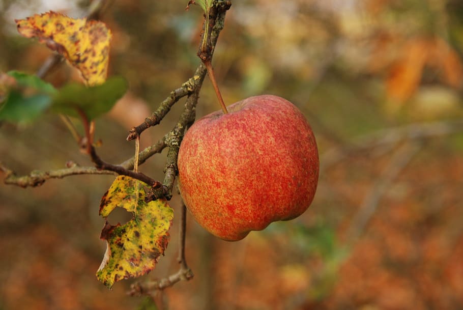 nature, fruit, apple, red, branch, autumn, sheet, food, healthy HD wallpaper