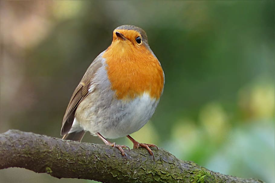 brown and white bird on tree branch, robin, erithacus rubecula HD wallpaper
