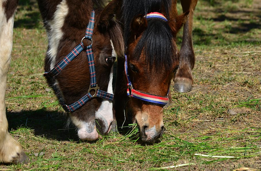 horses, coupling, eat, grass, pasture, graze, paddock, riding HD wallpaper