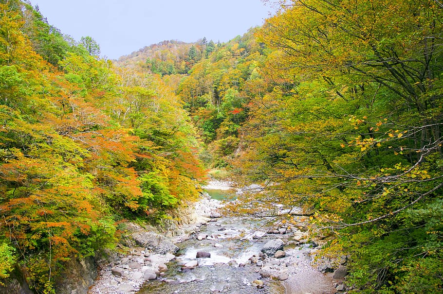 japan, autumnal leaves, akiyama township, valley, nagano, niigata, HD wallpaper