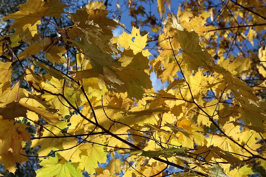 leaf, autumn, yellow leaves, change, plant part, tree, branch HD wallpaper