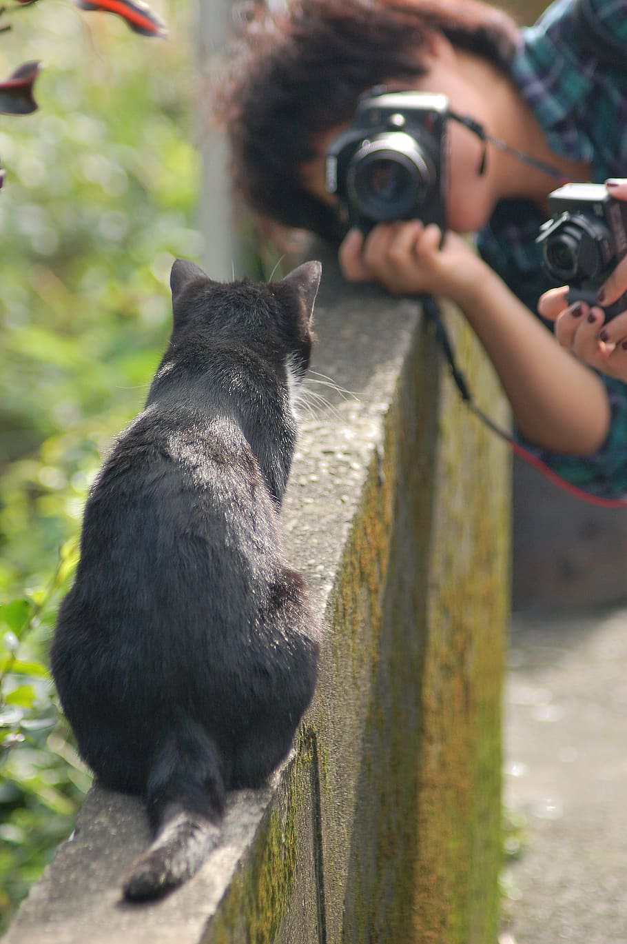 cat, photograph, photography themes, camera - photographic equipment HD wallpaper