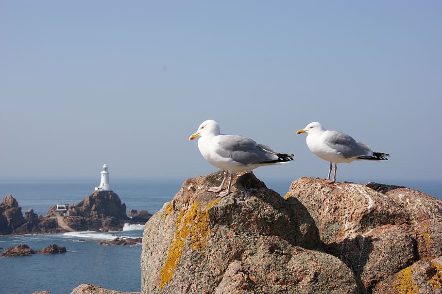 seagulls, rocks, birds, nature, animal, coastline, wildlife HD wallpaper
