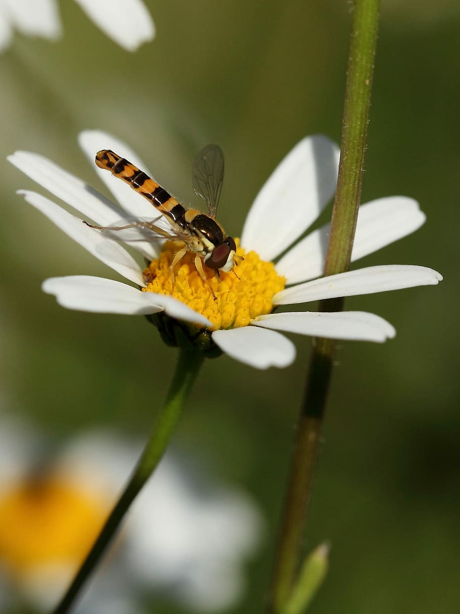 insect, hoverfly, marguerite, animal wildlife, invertebrate HD wallpaper