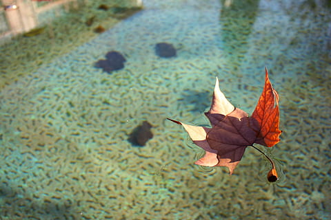 Leaf, Water, Float, Autumn, Leaves, Dry, aqueous, dry leaf HD wallpaper