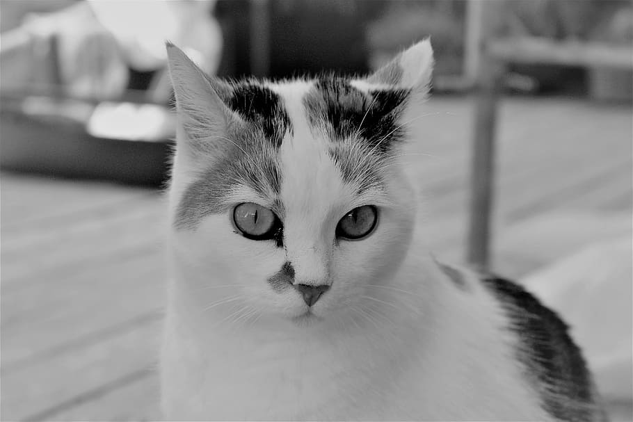 cat, white, animal, pet, cat's eyes, cat face, cat portrait, HD wallpaper