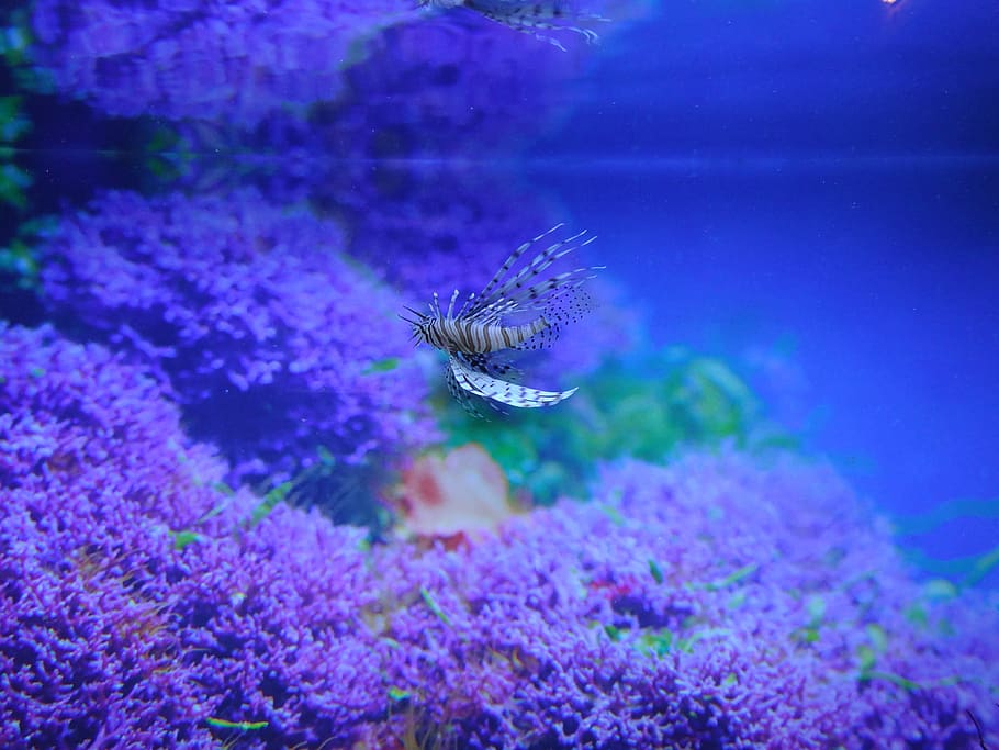 red lionfish, aquarium, animal wildlife, animal themes, animals in the wild HD wallpaper
