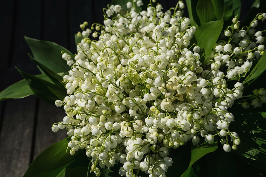 white flowers, lily of the valley, may, spring, toxic, blossom, HD wallpaper