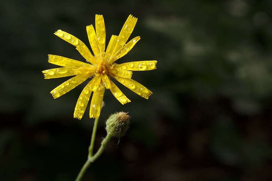 dew, blossom, bloom, yellow, spring, hawkweed, close, plant HD wallpaper