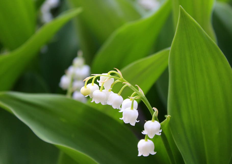 selective focus photography of lily of the valley flowers, konwalie, HD wallpaper