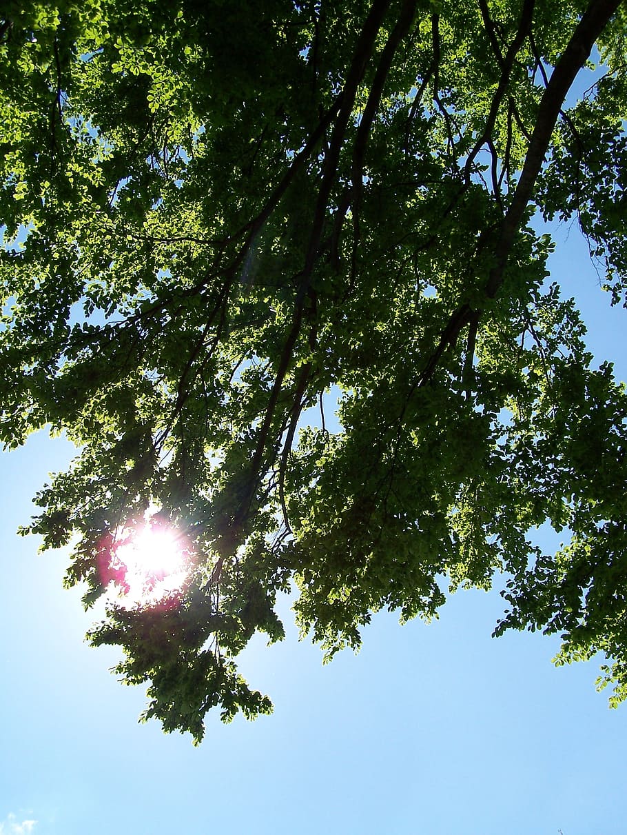 tree, leaves, sky, sun, blue, green, plant, low angle view HD wallpaper
